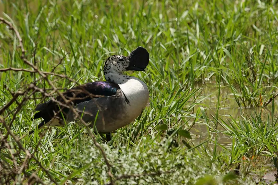 Knob Billled Duck